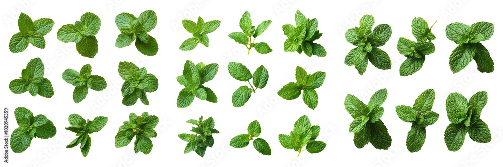 Top view fresh mint leaves isolated on transparent PNG background ideal for botanical illustrations or nature-themed designs Top view fresh mint leaves isolated on transparent PNG background ideal for botanical illustrations or nature-themed designs