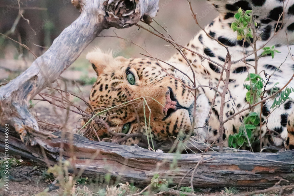 Close up of the beautiful young leopard Close up of the beautiful young leopard