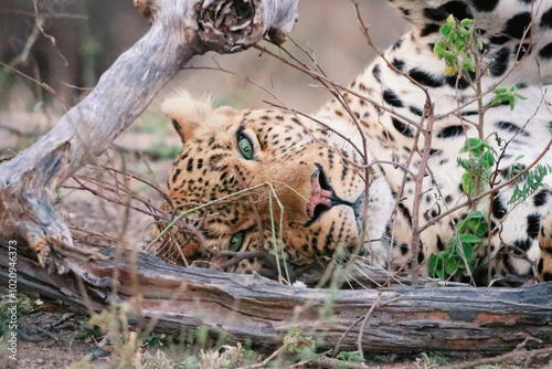 Close up of the beautiful young leopard