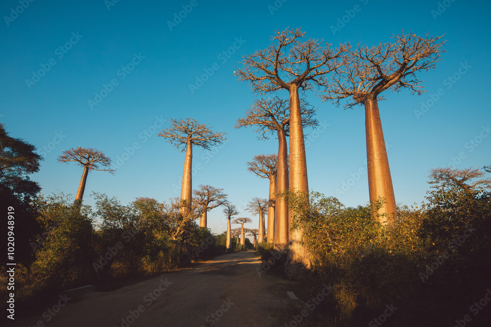 Fototapeta premium Madagascar - Baobab Valley at sunrise