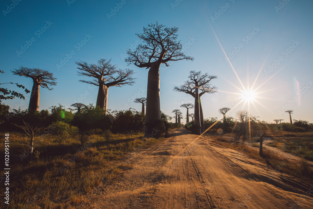 Fototapeta premium Madagascar - Baobab Valley at sunrise