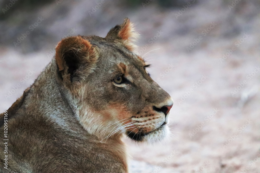 Naklejka premium Close up of the beautiful female lion on a blur background