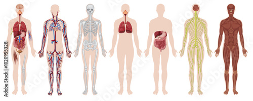 human body anatomy