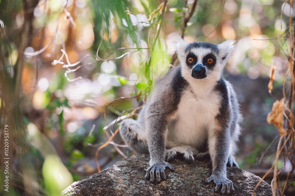 Obraz premium Madagascar - Ring-tailed lemurs (Lemur catta) 