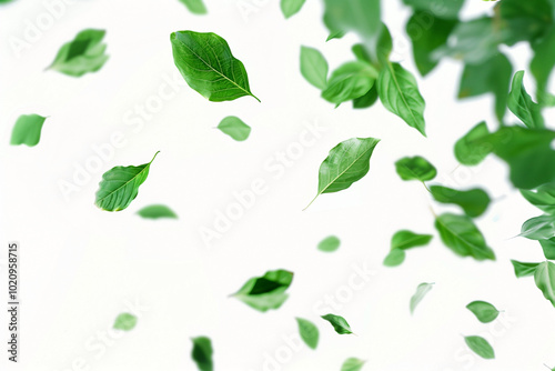 flying green leaves on white background