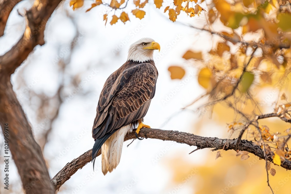 Bald eagle perched on a branch, surrounded by autumn leaves. Bald eagle perched on a branch, surrounded by autumn leaves.
