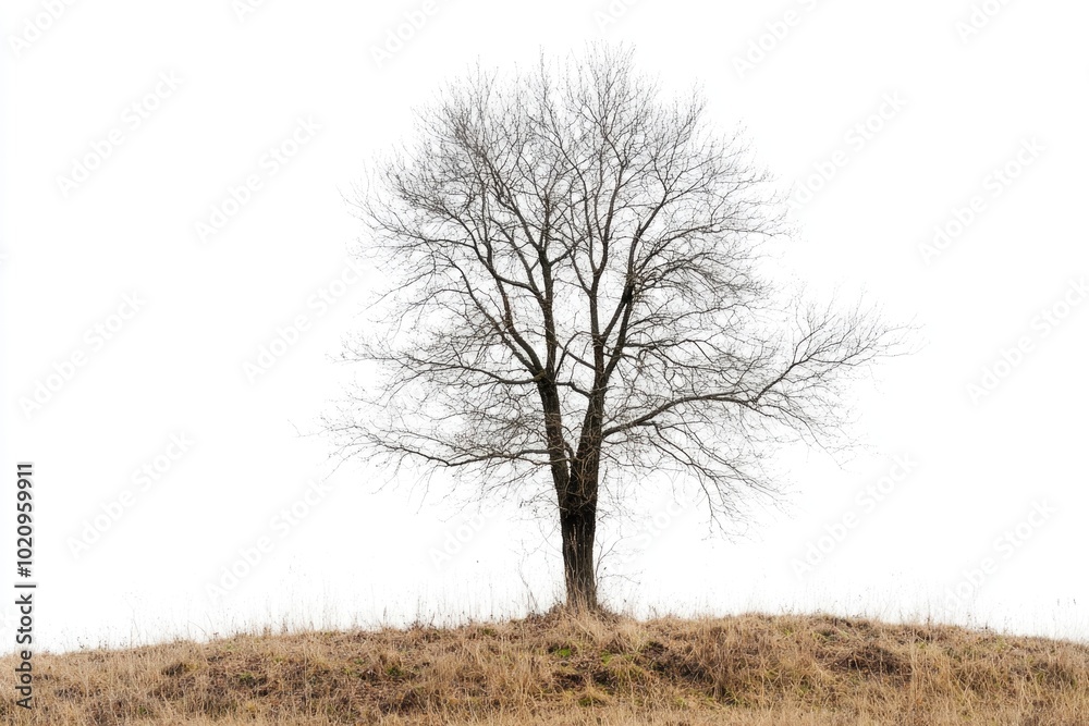 A single tree stands alone on a hillside, its branches bare of leaves A single tree stands alone on a hillside, its branches bare of leaves