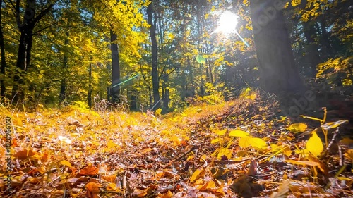 The camera smoothly moves over an autumn forest floor, showcasing the play of light between the trees. The sun shines through the leaves, creating a warm, autumnal atmosphere.