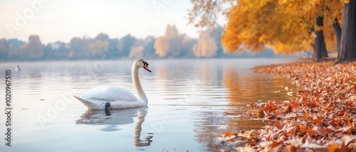 Fototapeta Naklejka Na Ścianę i Meble -  Elegant swan swimming in a serene lake surrounded by autumn foliage.