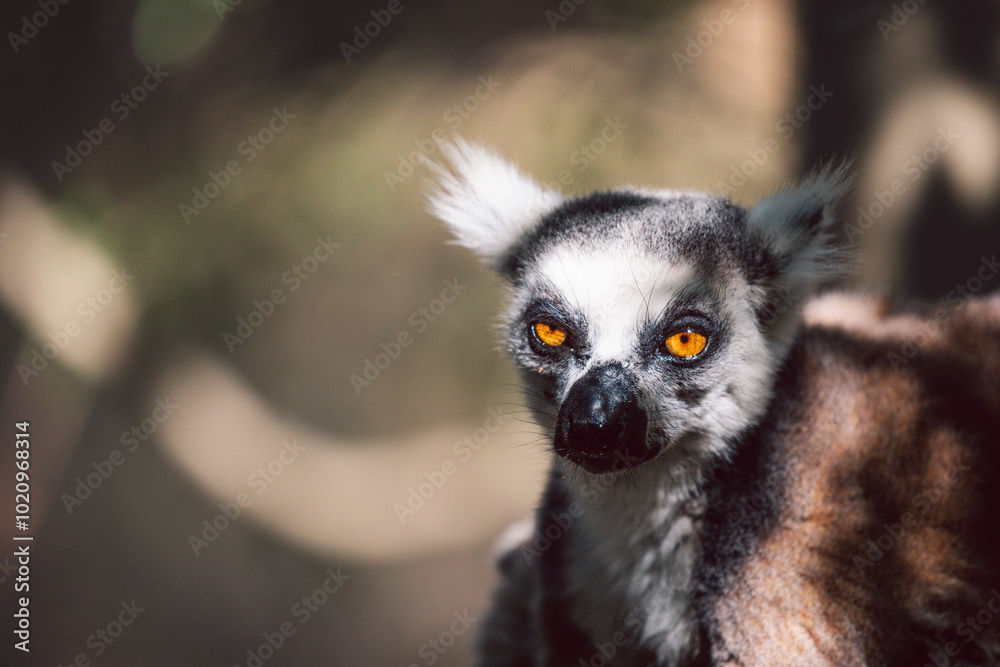 Obraz premium Madagascar - Ring-tailed lemur (Lemur catta) 