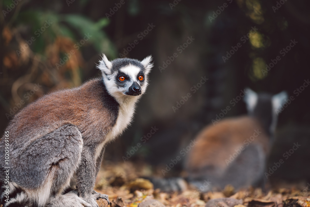 Fototapeta premium Madagascar - Ring-tailed lemur (Lemur catta) 