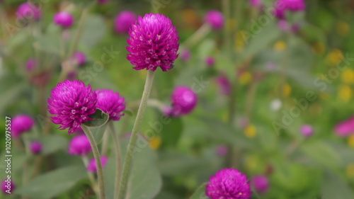 beautiful pink flowers with selective focus in the garden