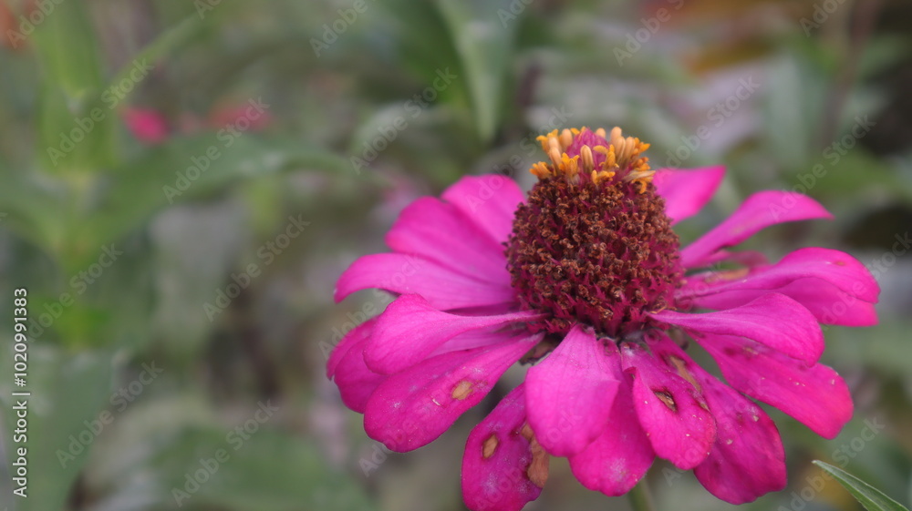 Pink flower (Zinnia elegans) in full bloom in the garden Pink flower (Zinnia elegans) in full bloom in the garden