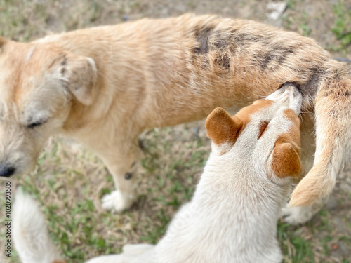 White puppy assists the senior dog to scratch its back, which has leprosy disease. From above background. Stock photo.