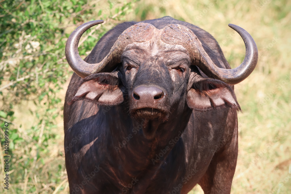 An African buffalo in natural habitat An African buffalo in natural habitat