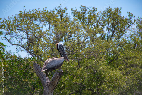 Pelican in the Thousand Islands Conservation Area in the Indian River Lagoon in Cocoa Beach, Brevard County, Florida.