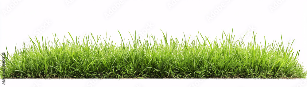 Fototapeta premium grass