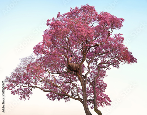 Jabiru Stork Nesting in a Giant Pink Ipe Tree at Sunset