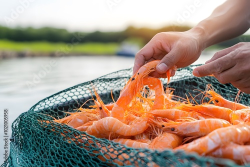 A fisherman's hand reaches into a net full of fresh, pink shrimp,  caught from the sea.