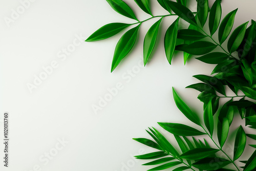 Fresh green leaves gracefully extend across a pristine white background, embodying a sense of calm and vitality, perfect for enhancing any creative project