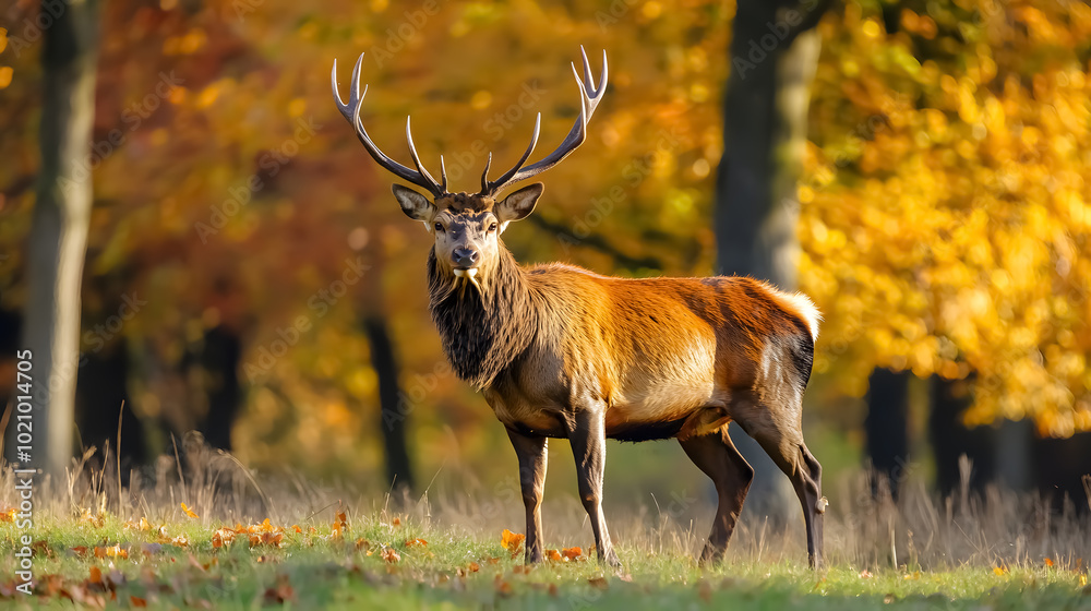 Fototapeta premium Red Deer Stag in Autumn: A majestic red deer stag in the vibrant colors of autumn fall.