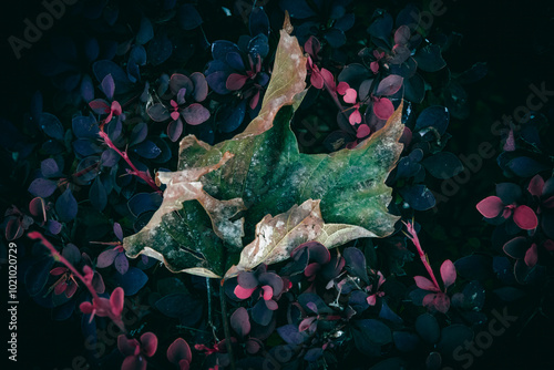 A close up of a dry Maple leaf in a red Barberry bush