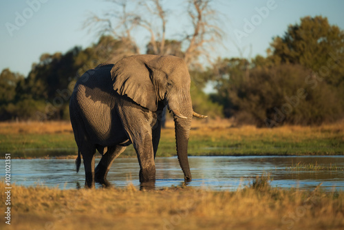Billede på lærred Elephants in Moremi game reserve Africa, Family of Elephants , Elephants taking a bath in a water pool with mud, eating green grass