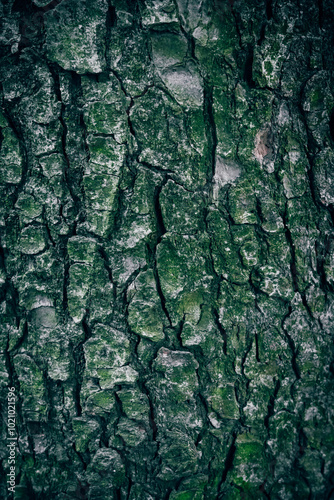 A close up of Atlas Cedar tree bark with green moss