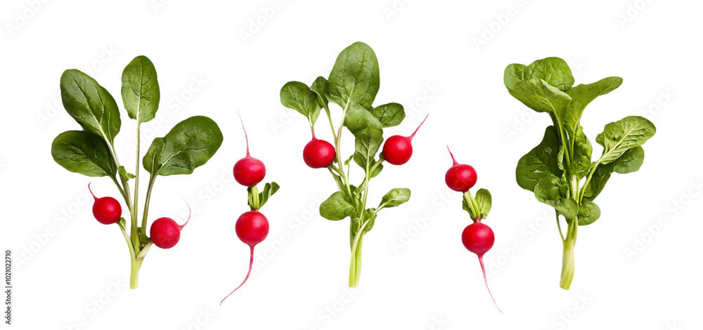 three set of Radish Vegetables Fresh and Crisp isolated transparent background three set of Radish Vegetables Fresh and Crisp isolated transparent background