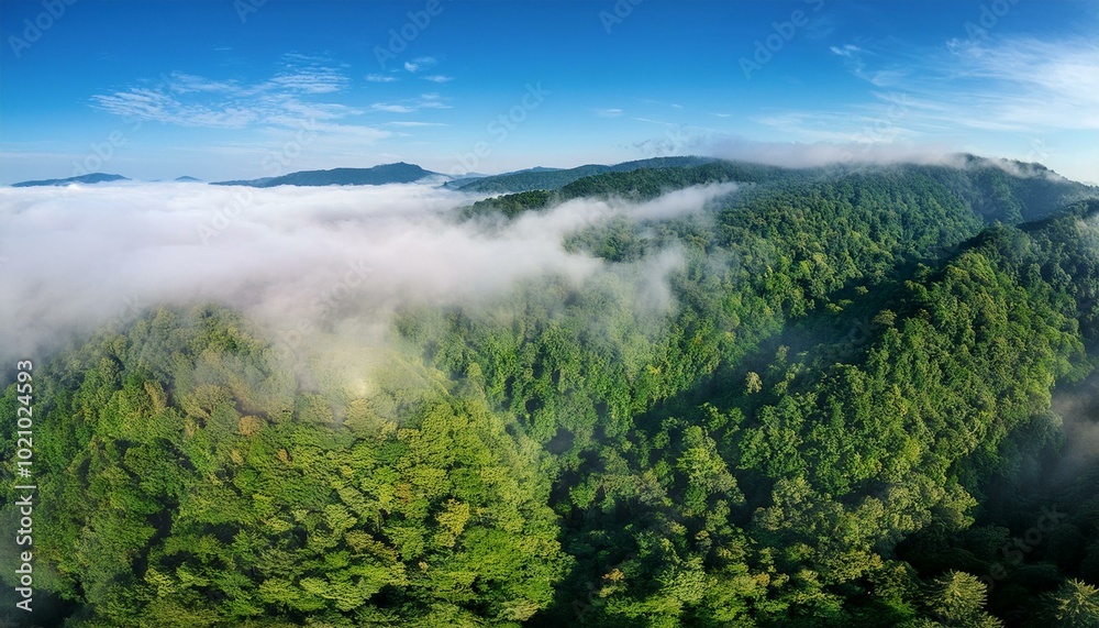 Misty forest, aerial view Misty forest, aerial view