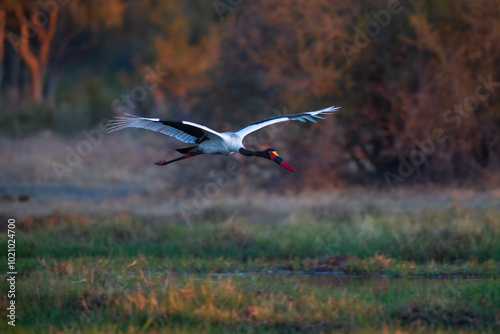 4K photo of The saddle-billed stork or saddlebill (Ephippiorhynchus senegalensis) is a large wading bird in the stork family, Ciconiidae photo