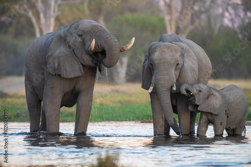  Elephants with baby in Moremi game reserve Africa, Elephants taking a bath in a water poolwith mud, eating green grass. African Elephants in landscape, green Africa, Botswana photo