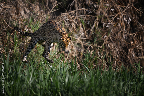 Tableau sur toile Jaguar jumping from the riverbank while hunting a caiman in the river