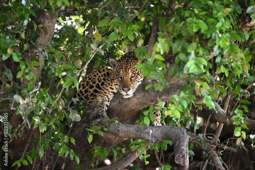 Fototapeta Naklejka Na Ścianę i Meble -  Close-up of a jaguar resting hidden in a tree, surrounded by dense foliage