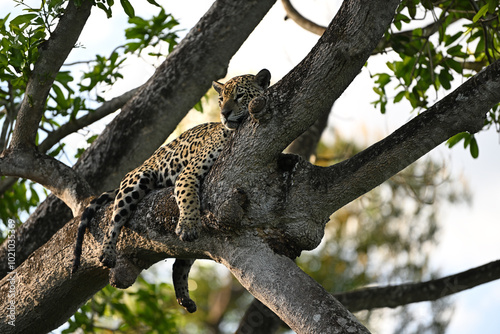 Fototapeta Naklejka Na Ścianę i Meble -  Close-up of a jaguar resting comfortably on a tree branch in the jungle