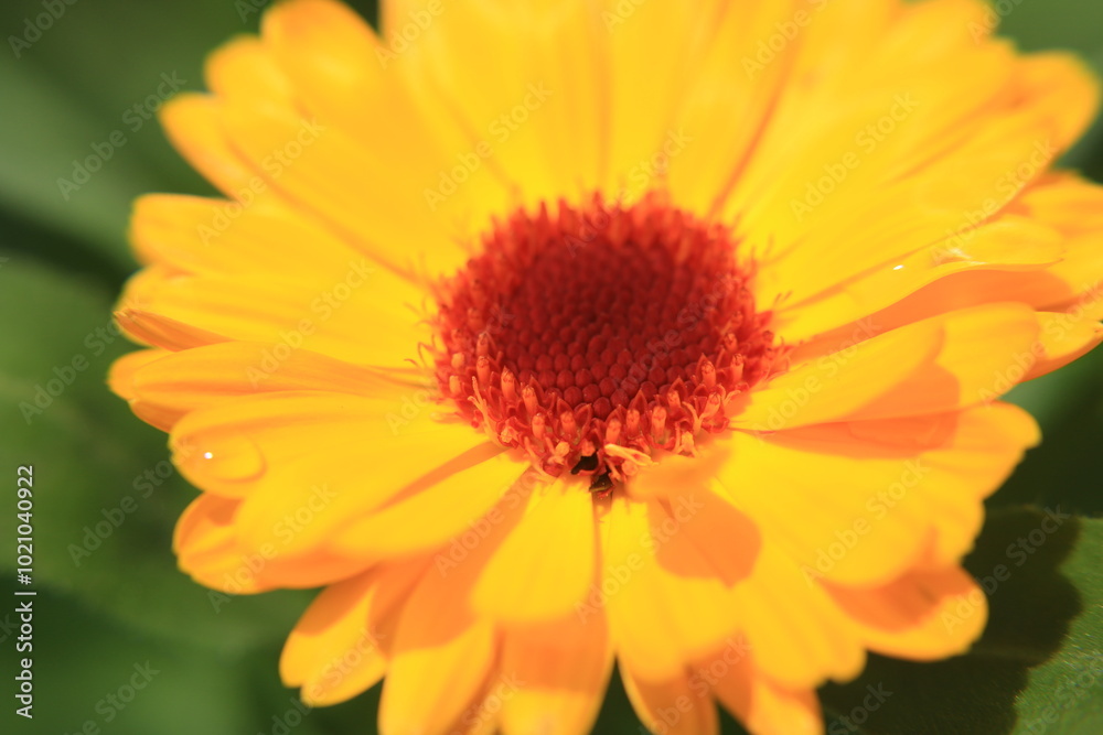 Vibrant Pot Marigold flower in full bloom, showcasing its cheerful golden-orange petals that radiate warmth and joy. Vibrant Pot Marigold flower in full bloom, showcasing its cheerful golden-orange petals that radiate warmth and joy.