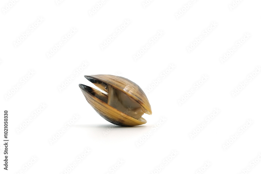 Closed up fresh baby clams, venus shell, shellfish, carpet clams, short necked clams, as raw food from the sea are the seafood ingredients. fresh clams Background. seafood.Isolated on white background Closed up fresh baby clams, venus shell, shellfish, carpet clams, short necked clams, as raw food from the sea are the seafood ingredients. fresh clams Background. seafood.Isolated on white background