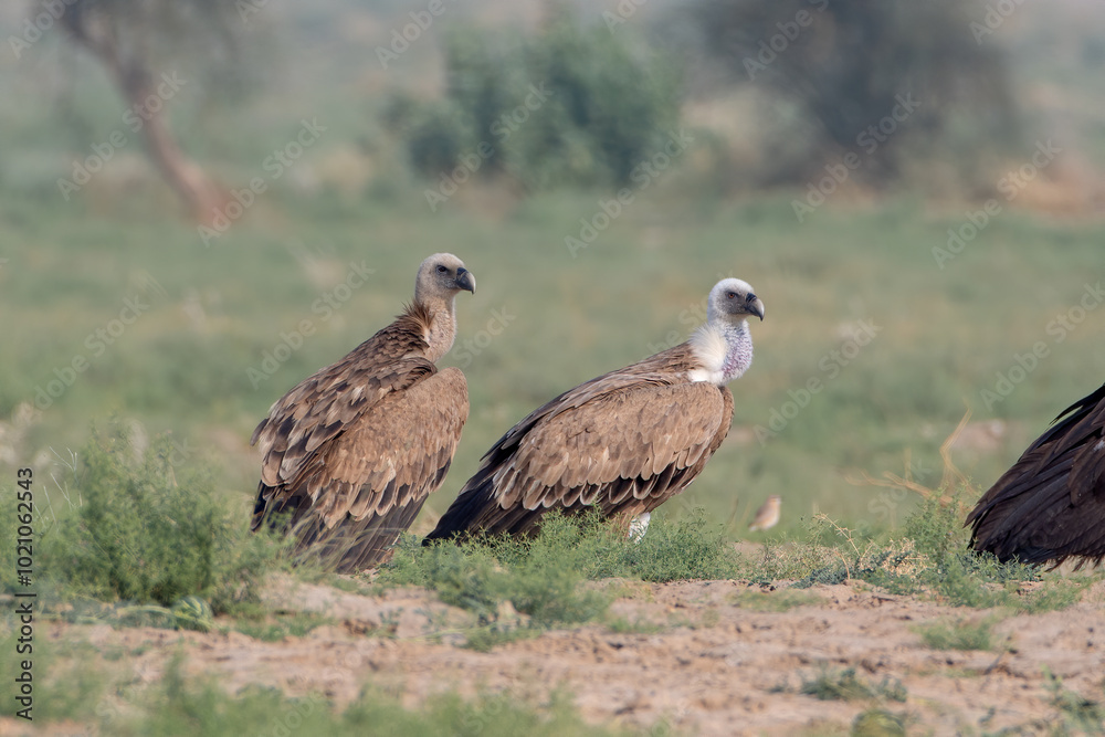 Eurasian griffon vulture or Gyps fulvus at desert national park, Rajasthan,India Eurasian griffon vulture or Gyps fulvus at desert national park, Rajasthan,India