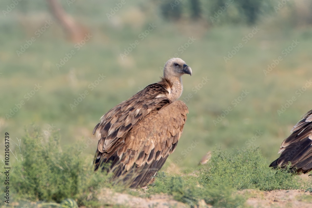 Eurasian griffon vulture or Gyps fulvus at desert national park, Rajasthan,India Eurasian griffon vulture or Gyps fulvus at desert national park, Rajasthan,India