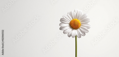 Single daisy flower with white petals and yellow center, white isolate background photo