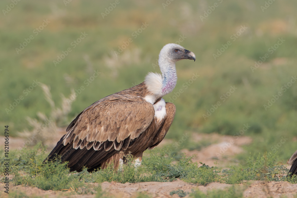 Eurasian griffon vulture or Gyps fulvus at desert national park, Rajasthan,India Eurasian griffon vulture or Gyps fulvus at desert national park, Rajasthan,India