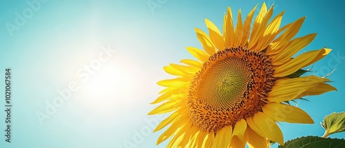 Vibrant sunflower against a bright blue sky on a sunny day.