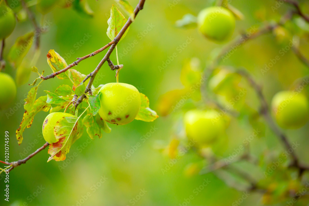 Harvest of apples on a plantation in the garden. Fruit trees with apples. Ripe fruits on the branches of a tree. Gardening in agriculture.