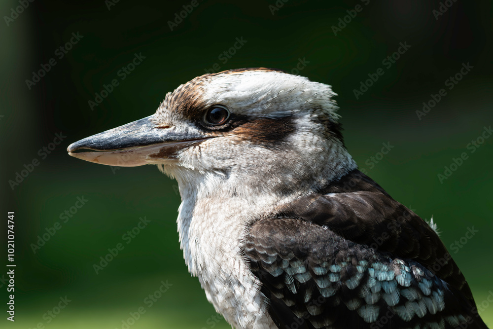 Kookaburra close up side portrait Kookaburra close up side portrait