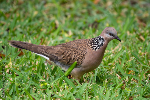 Spotted Dove - Spilopelia chinensis, common beautiful dove from Southeast Asian forests and gardens, Mauritius.