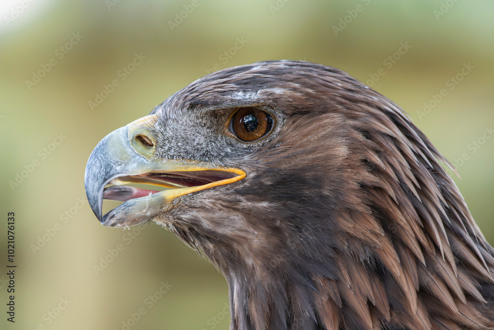 Fototapeta premium close up of a golden eagle