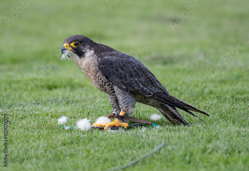 peregrine falcon training jesses