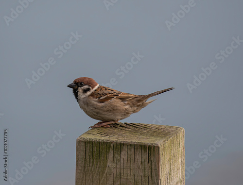 tree sparrow on post portrait