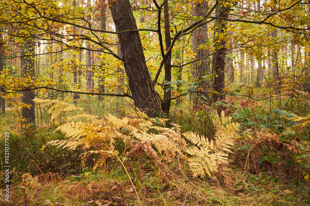 Fototapeta premium drzewo,paprocie,las 