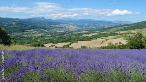 A vast lavender field stretches across rolling hills under a clear blue sky.